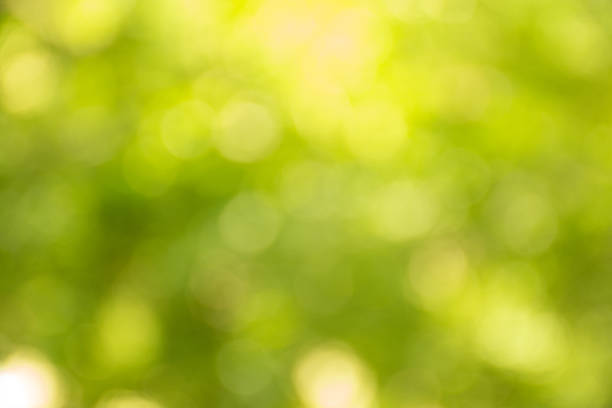 istock Abstract Green Natural Defocused Lights 530941584