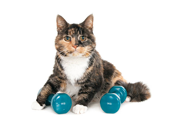 istock Older cat with two dumbbells of 1 kg 530941721