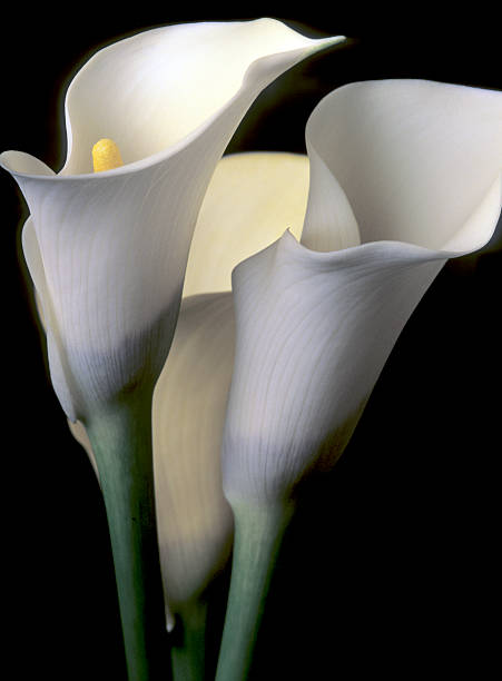 istock Zantedeschia aethiopica, calla lily 530941761