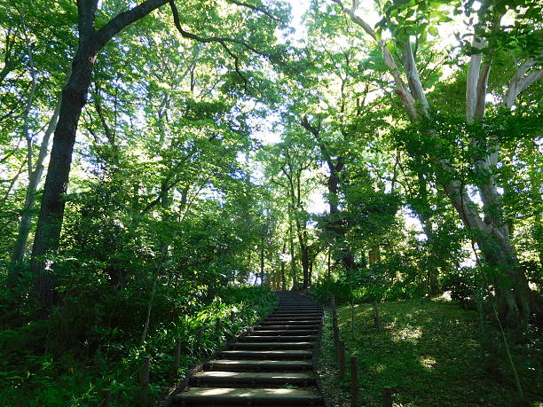 istock The wooden stairway in a forest 530942048