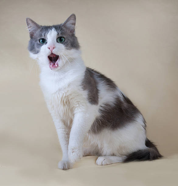 istock White cat with spots sitting on yellow 530942117
