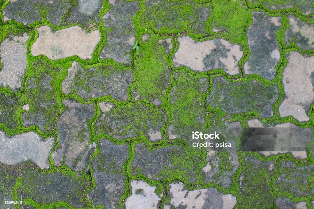 moss growing between brick pavement moss growing between brick pavement for background Asphalt Stock Photo