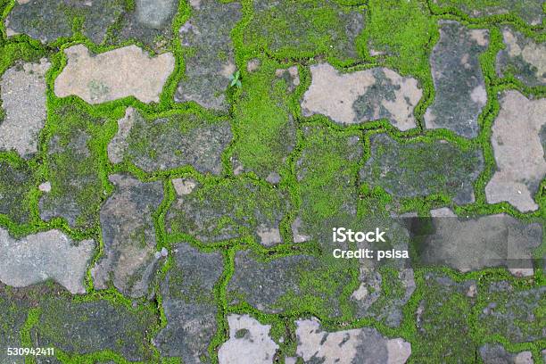 Moss Growing Between Brick Pavement Stock Photo - Download Image Now - Asphalt, Asphalt Paving Machine, Backgrounds