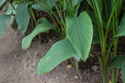 Curcuma comosa for use as herbal medicine