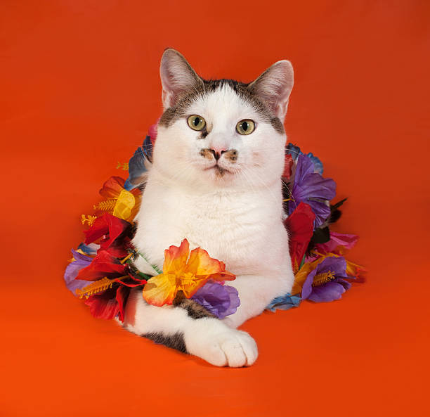 istock White and tabby cat wrapped Christmas tinsell lying on orange 530942509