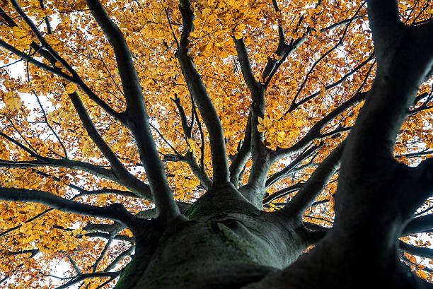 istock Looking up into the canopy of an autumn tree 530942847