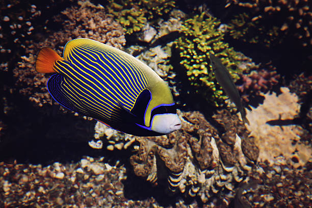 istock Underwater coral reef in red sea 530943254