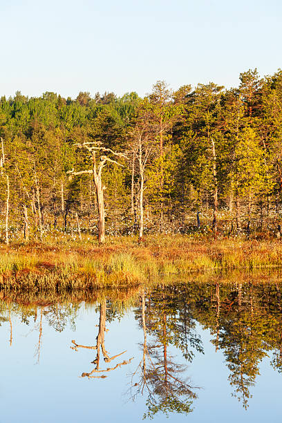istock Old snag by the lake 530943571