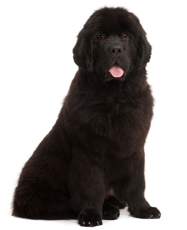 Brown labrador retriever dog portraits on black background