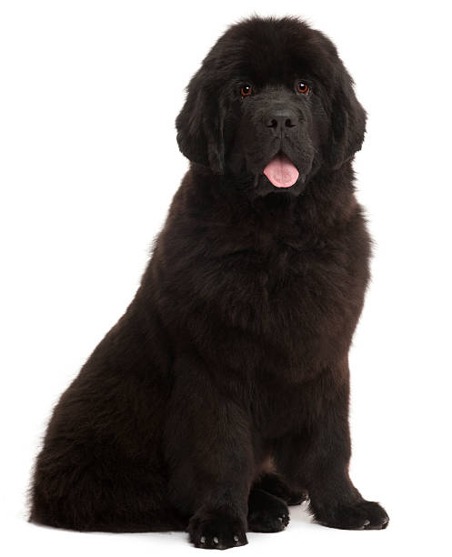 Newfoundland puppy, 5 months old, sitting Newfoundland puppy, 5 months old, sitting in front of white background newfoundland & labrador stock pictures, royalty-free photos & images