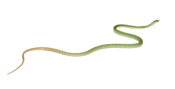 istock Western green mamba - Dendroaspis viridis, poisonous, white background 530943700