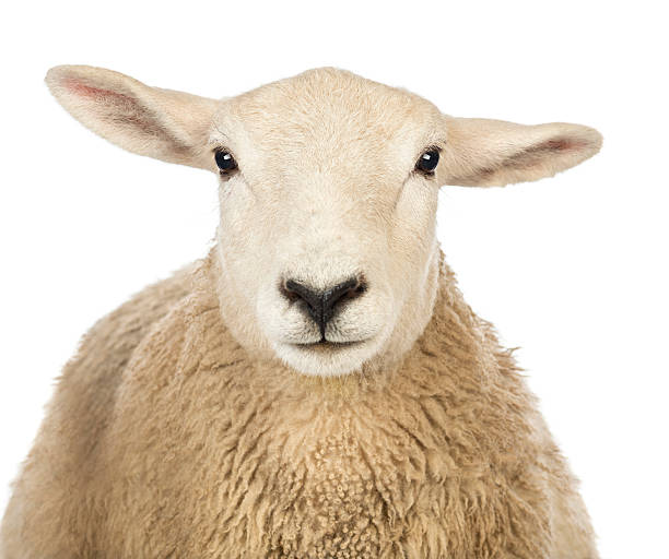 30,641 Sheep Face Stock Photos, Pictures & Royalty-Free Images - iStock |  Sheep face vector, Funny sheep face, Close up sheep face