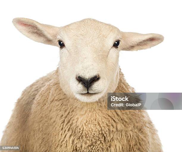 Closeup Of A Sheeps Head Against White Background Stock Photo - Download Image Now