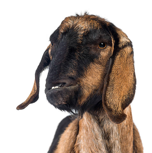 istock n Anglo-Nubian goat with a distorted jaw, looking away 530944186
