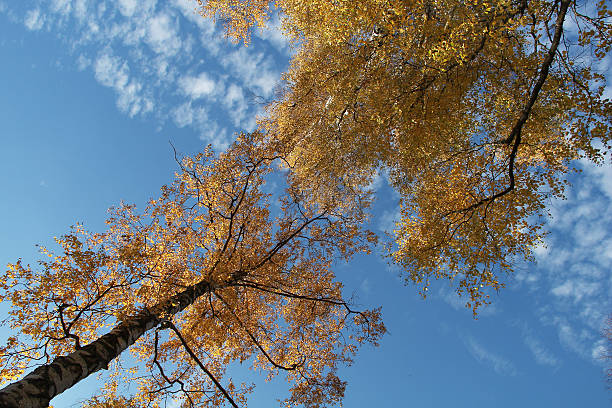 istock Autumn. Crowns of trees against the blue sky. 530944736