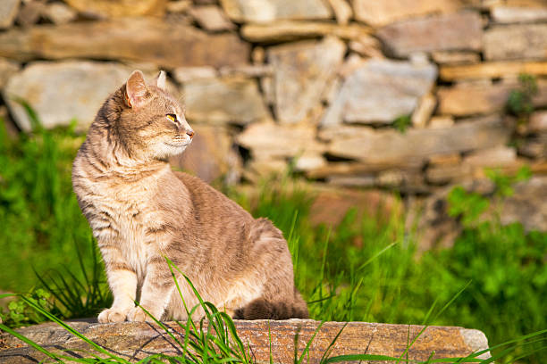 Cat sitting on a garden stone looking intently back over its shoulder as it watches something, profile view