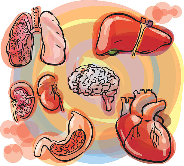 внутренние органы эскиз набор - human heart red vector illustration and painting stock illustrations