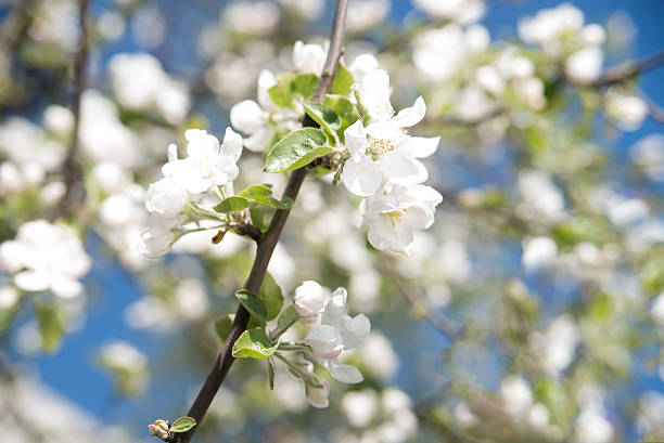 istock Apple tree blossom flower. Macro. Outdoor 530946118