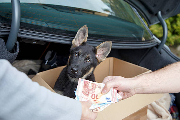 illegal puppy trade stock photo