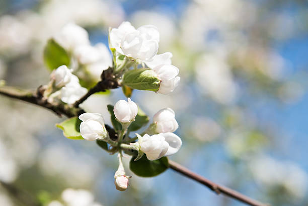 istock Apple tree blossom flower. Macro. Outdoor 530946218