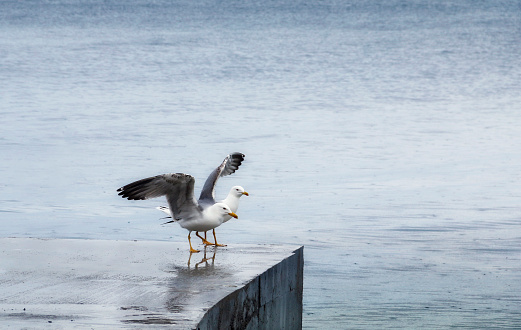 A pair of Seagulls standing on a pier.