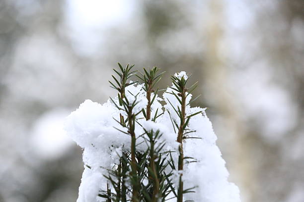 istock Winter Wonderland 530946637
