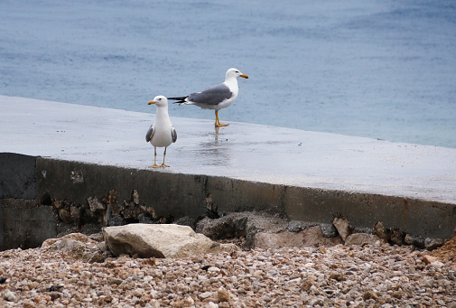 Two Seagulls on the coast.