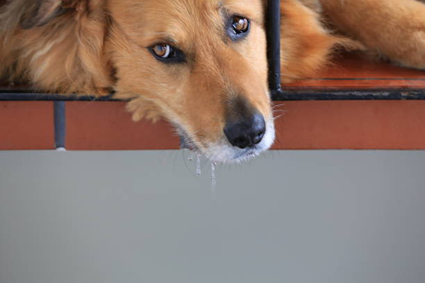 Sweet tricolor Border Collie Mix drinks water from a puddle
