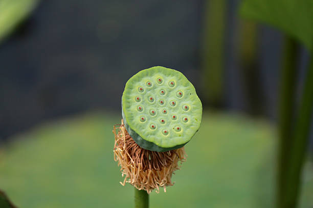 istock Lotus flower seed head 530946907