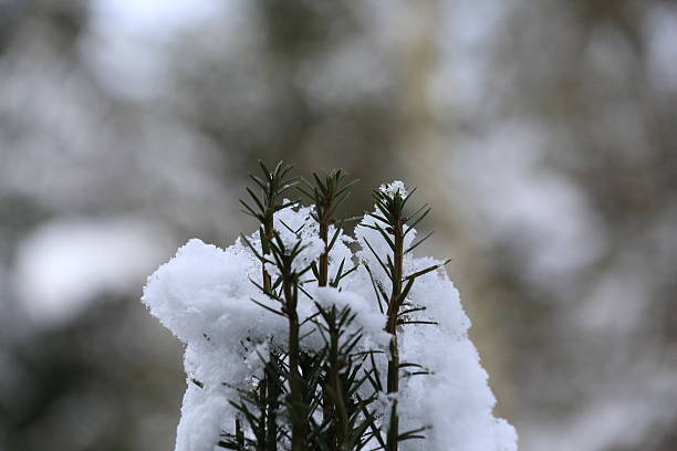 istock Winter Wonderland 530946915