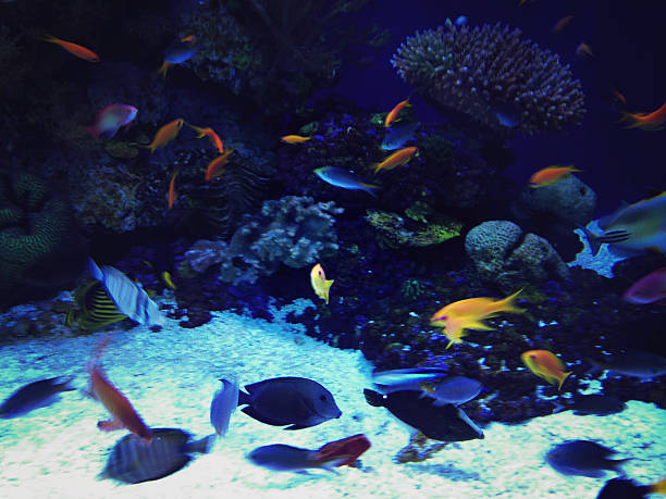 istock Underwater coral reef in red sea 530947504