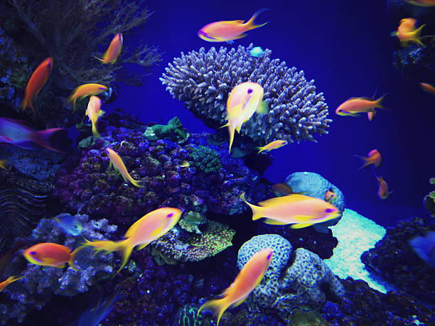 istock Underwater coral reef in red sea 530947552