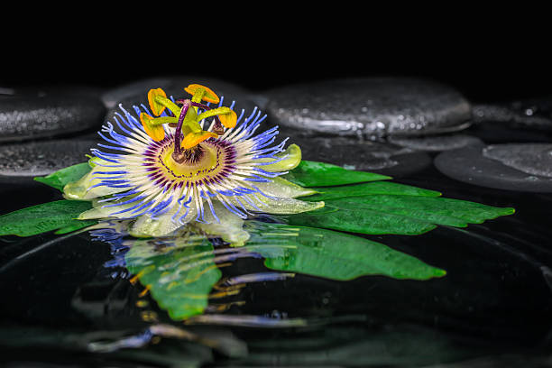 Close-up of a flower drenched in  rain