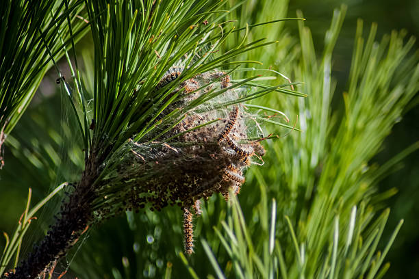 Stone Pine with a nest of Processionary Caterpillars