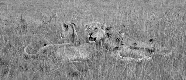Lion in a grass plain, Serengeti, Tanzania 