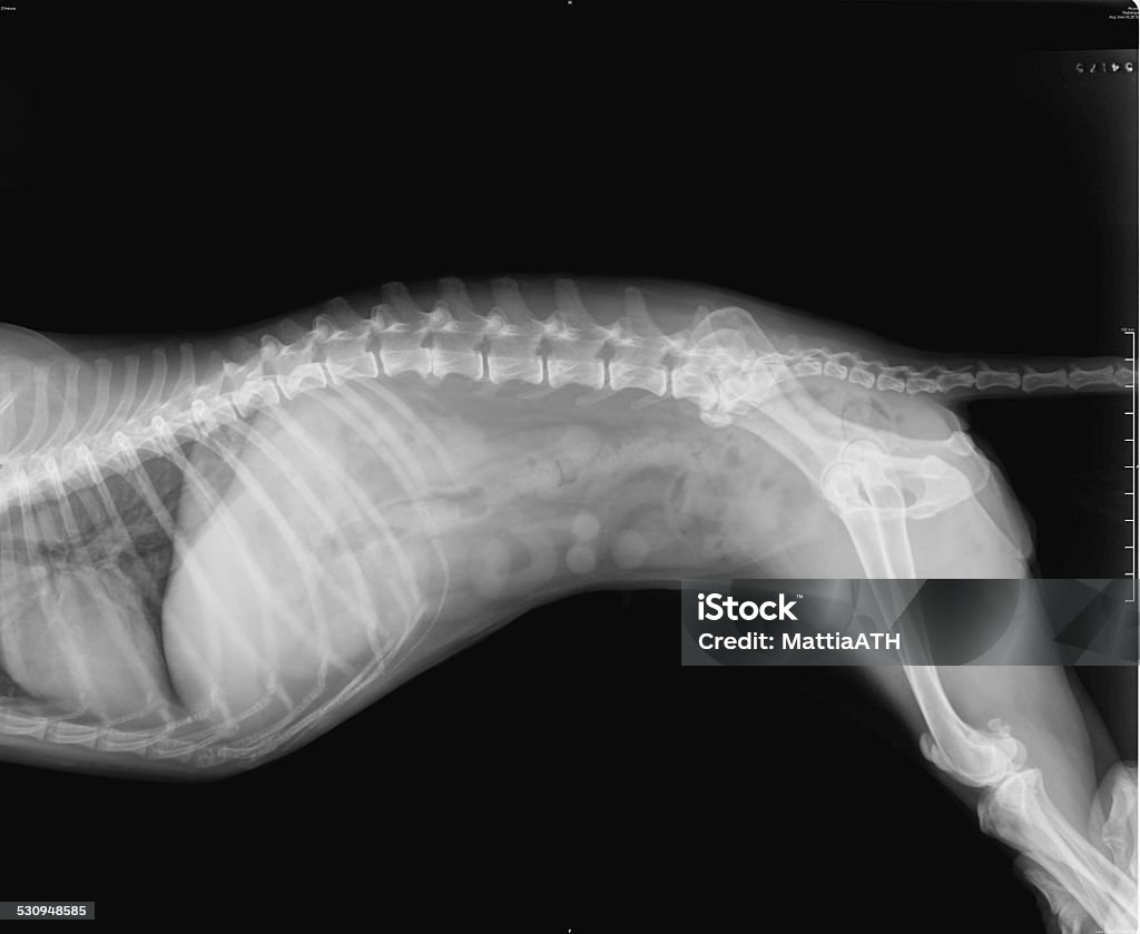 Side view of female Dog X-Ray Negative X-Ray of spinal column, chest, abdomen, pelvis and thighbone of a female 16 years old small dog X-ray Image Stock Photo