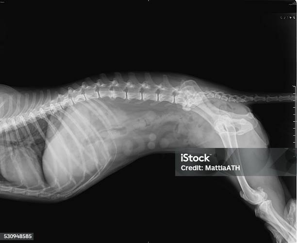 Side View Of Female Dog Xray Stock Photo - Download Image Now - X-ray Image, Dog, Medical X-ray