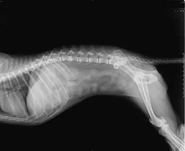 Negative X-Ray of spinal column, chest, abdomen, pelvis and thighbone of a female 16 years old small dog