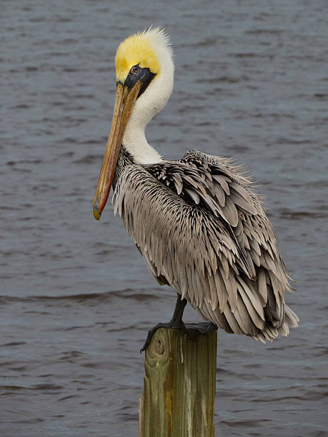 Sly Pelican stock photo
