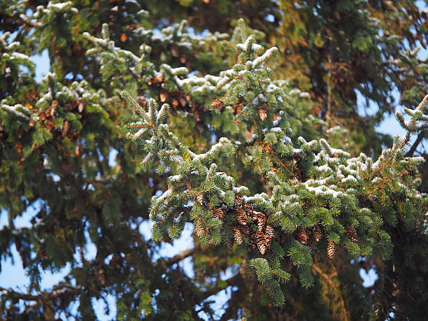 istock spruce branch in the forest 530948866