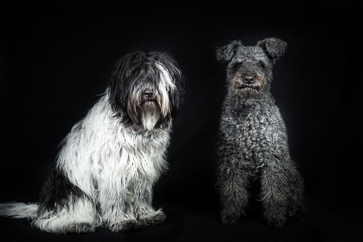 Two sheepdogs, Schapendoes (Dutch) and Pumi (Hungarian).