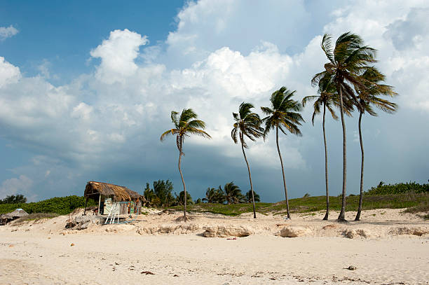 istock Palm trees and beach in Cuba 530950365