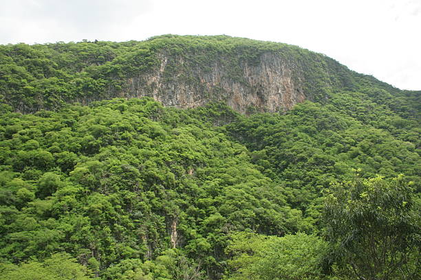 istock Dry tropical forest on a cliffside in Jalpan gorge 530950823