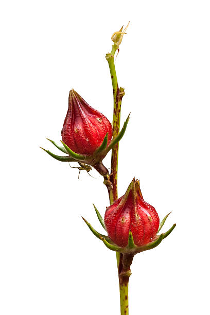 istock Roselle isolated on white background 530951227