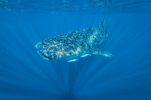 Whale Shark - Ningaloo Reef, Western Australia