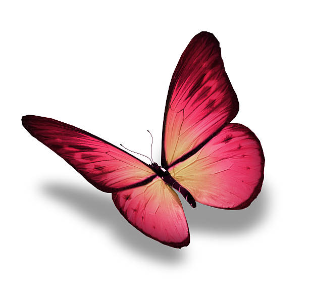 istock Pink butterfly, isolated on white 530952121