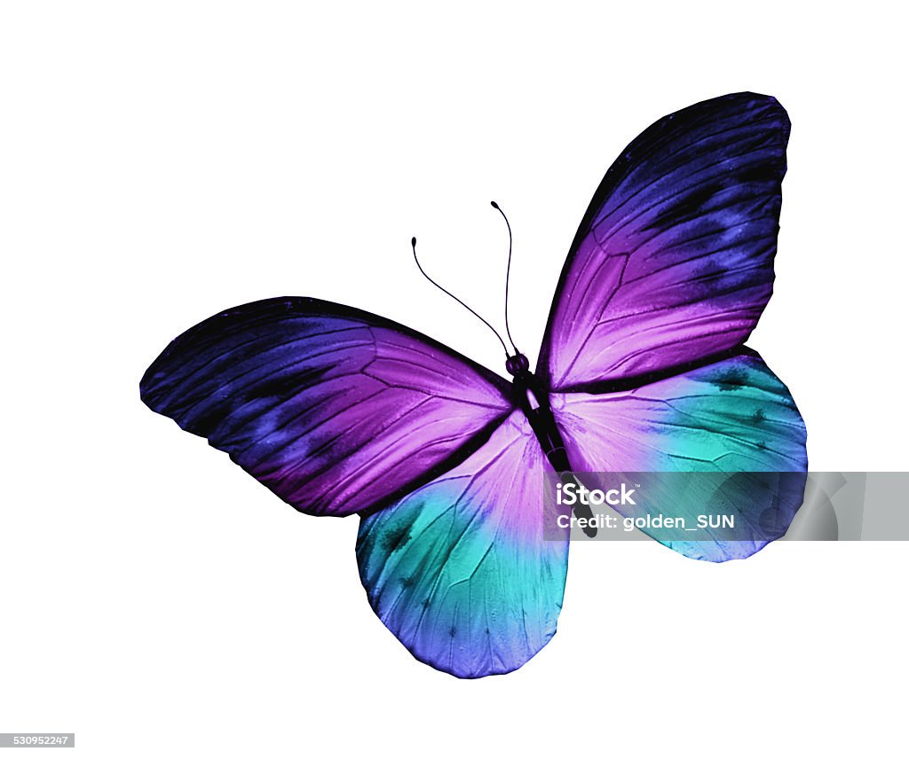 Blue butterfly, isolated on white background 2015 Stock Photo