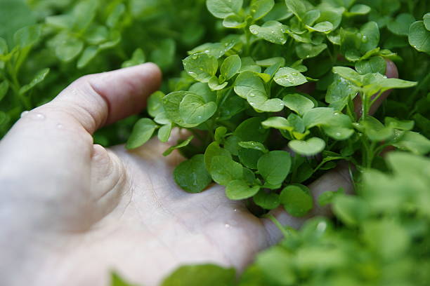 istock Eco green leaf in the garden 530952627