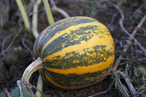 istock Pumpkins outdoor 530957561