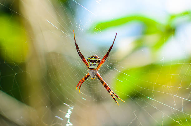 Golden Garden spider (Argiope aurantia)